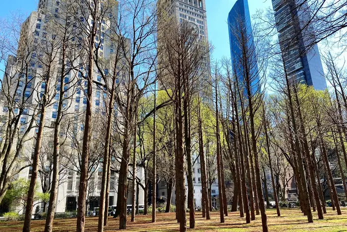 A photo of "Ghost Forest" trees in Madison Square Park